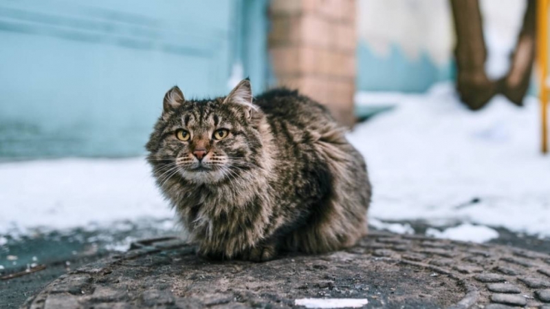 Сотрудники петербургского приюта для животных рассказали о «снежных» проблемах